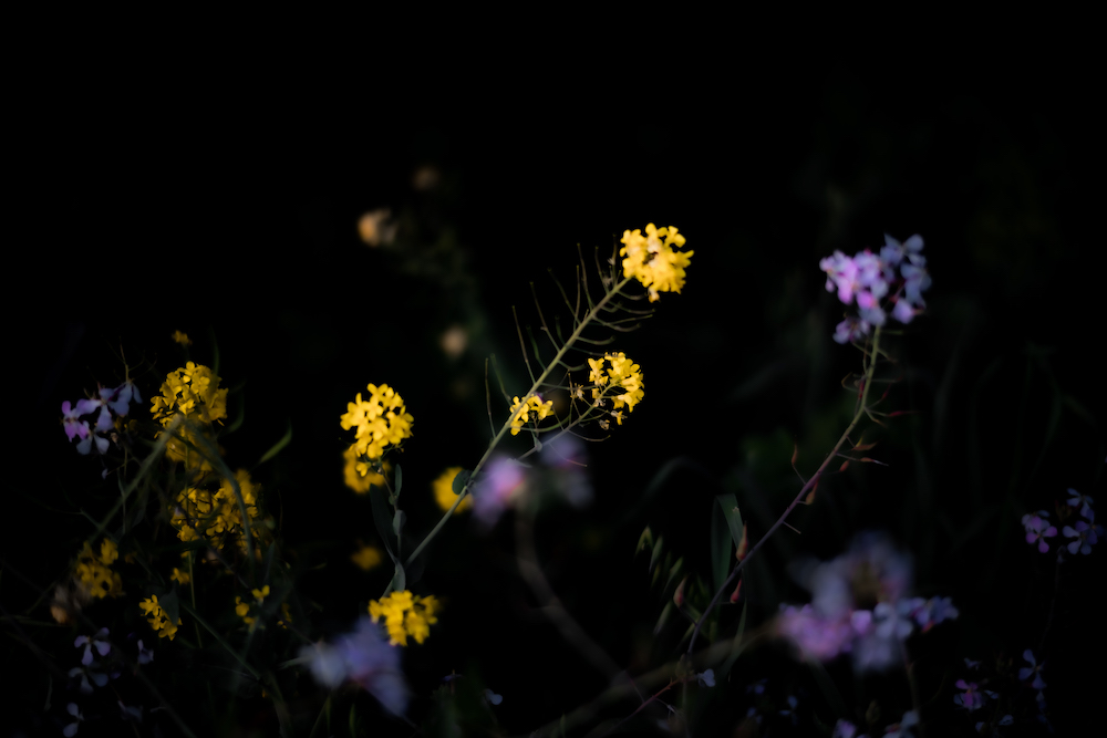 Floral, natural, and textural photography from Mt Hood, Mirror Lake, Lost Lake, Smith Rock State Park, Painted Hills, Blue Pool, Cannon Beach, California.